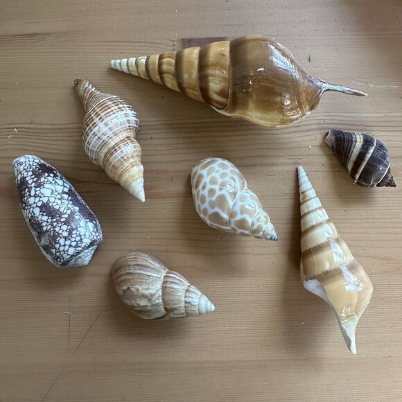Natural Sea Shells Collection Clam Shell Conus Aulicus Capiz Conk Bulk Lot - Picture 9 of 16